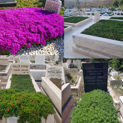 Yayılıcı Uzun Ömürlü Bitki Ekimi